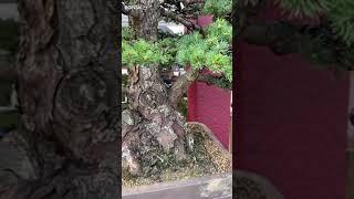 Inspirasi Bonsai Blackpine