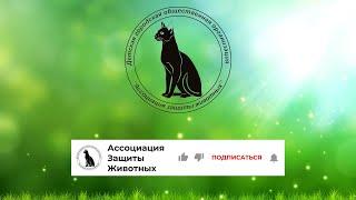 Трейлер канала Ассоциация Защиты Животных. Хомяки, крысы, улитки и другие домашние животные