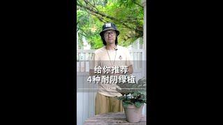 4种耐阴绿植推荐，不仅特别，还非常好养~