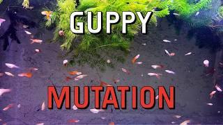 A Crazy Guppy Mutation - Full Red Double Swordtails