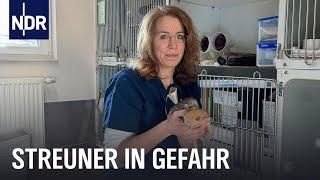 Tierschützer im Einsatz für Straßenkatzen | Die Nordreportage | NDR Doku