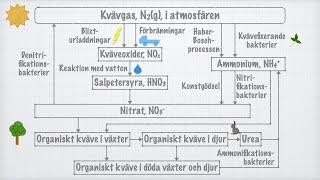 Kvävets kretslopp