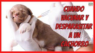 WHEN SHOULD YOU VACCINATE AND DEWORM A DOG PUPPY?️ For the First Time ️ VACCINATION PLAN AND TIPS