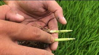 Đón đòng đúng thời điểm giúp bông to nhiều hạt tăng năng suất