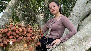 Harvest lychees to go to the market to sell & garden