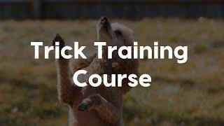 Trick Training Course with Amber Aquart