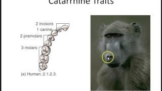 Primate Traits for Classification