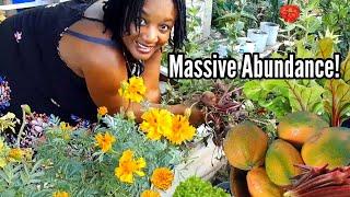 Massive Abundance Grown in Our Backyard||Eating What We Grow On A Daily