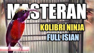 Masteran Kolibri Ninja/Konin Full Isian Tembakan Mewah