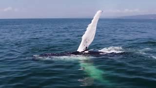 Whale Watching with Kim Beddall | Go Dominican Republic