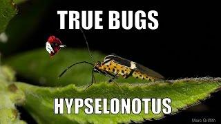 True bugs: Hypselonotus - Biodiversity Shorts #2