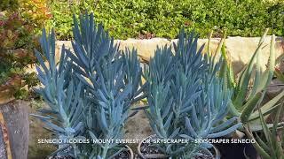 Senecio 'Mount Everest' or 'Skyscraper' - Skyscraper Senecio