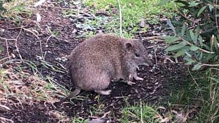 Southern Brown Bandicoot