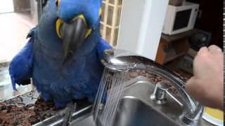 Funny Blue Hyacinth macaw