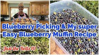 U.P. Wild Blueberries~ Picking Time and THE EASiEST BLUEBERRY MUFFiN RECIPE 🫐