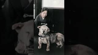 Real Hachiko's Unwavering Loyalty Story