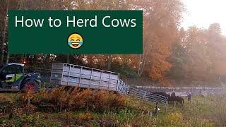 How to Herd Cows that don't want to be herded. 