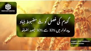 Trichoderma harzianum use in Wheat Crop Mardan I Yield I Productivity I Growth I