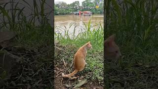 Michi está pensando si se baña en el río  #animal #humor #viajes #gatos #monteria #rio #maoymaireth