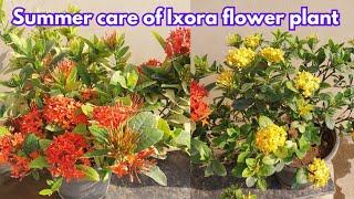 Summer care of Ixora flower plant.