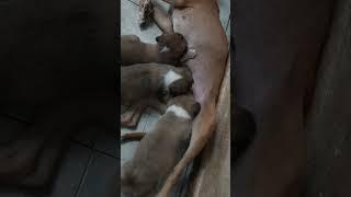 Mother's Love: Dog Mom Feeding Her Puppies and Taking a Well-Deserved Rest