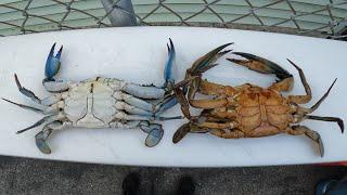 How To Clean A Blue Crab