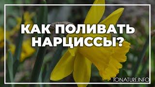 Как поливать нарциссы? | toNature.Info