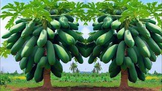 5 great ideas for propagation papaya trees #papaya