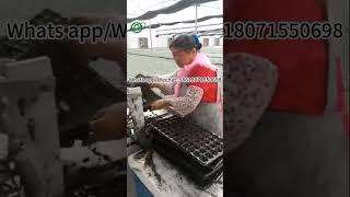 Automatic Seedling Tray Seeding Machine for Fast Sowing  Agriculture for Vegetables/nursery seedling