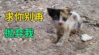 骨瘦如柴的流浪小猫，把人类当成妈妈紧追不放，生怕再次被抛弃