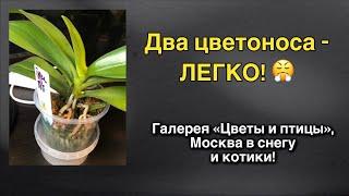 Массовый выброс цветоносов и в гостях у антикваров! ️‍