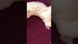 funny moments with cats