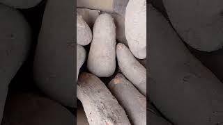 Whole yam#africa#jamaica#ytshorts#barbados#nigeria#ghana#love#cook#zimbabwe#america#togo#uk#fresh