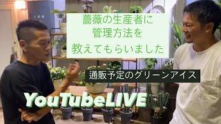 バラの生産者 管理方法 教えてもらいます ローズなかしまさん 通信販売予定 YouTubeLIVE 【 おうちでガーデニング】開花園チャンネル