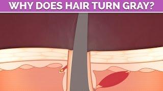 Why does HAIR turn gray?