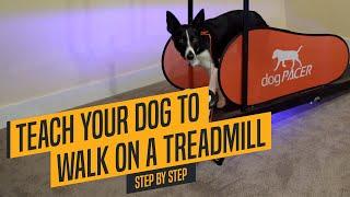 Advanced Dog Training - Teaching Your Dog To Walk On The Treadmill