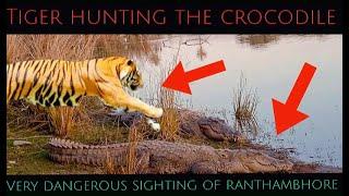 "Tiger vs. Crocodile: Epic Battle in the Wild". Ranthambhore national Park.