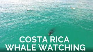 Costa Rica whale watching tour (Uvita)