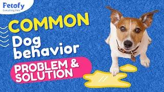 Common Dog Behavior Problems And Solutions | Petofy