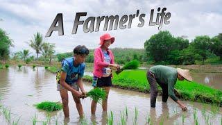 [VLOG] Planting rice with my siblings in our rice farm | Filipino Countryside Life