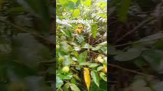 Luarnya berbulu, dalamnya enak...