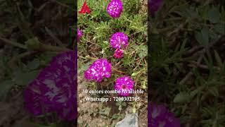 Portulaca 30 colors for sale online - Pathumani Poovu -Table Rose - Moss Rose  - Whatsapp:7200302705