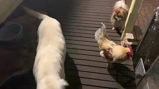 Rooster meets dogs for the first time he loves them