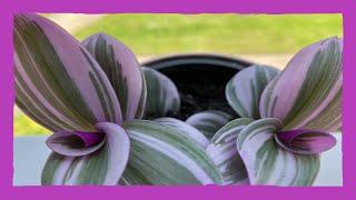 Tradescantia Nanouk verpotten en verzorgen, repotting and care Tradescantia Nanouk, inchplant