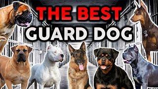 THE BEST GUARD DOG BREED! Ultimate Dog Championship