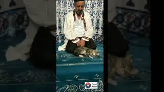 Camide İmam Kedi ile Kuran-i Kerim Okuyor #shorts