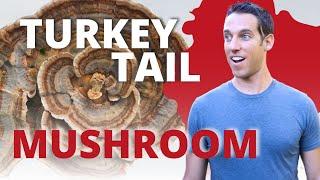 Benefits of Turkey Tail Mushroom & How to Use  (Coriolus Versicolor/Trametes Versicolor)