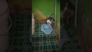 Kucing pintar pipis di toilet