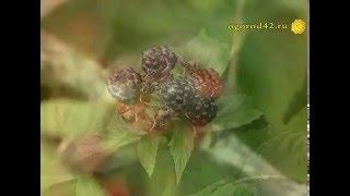 Особенности ухода за ежевикой