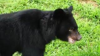 Bear feels grass for first time in 20 years